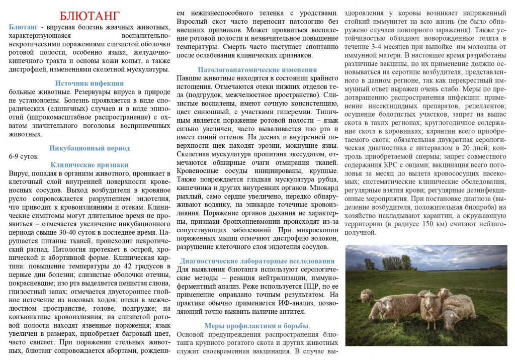 Блютанг.jpg