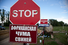 Африканская чума свиней